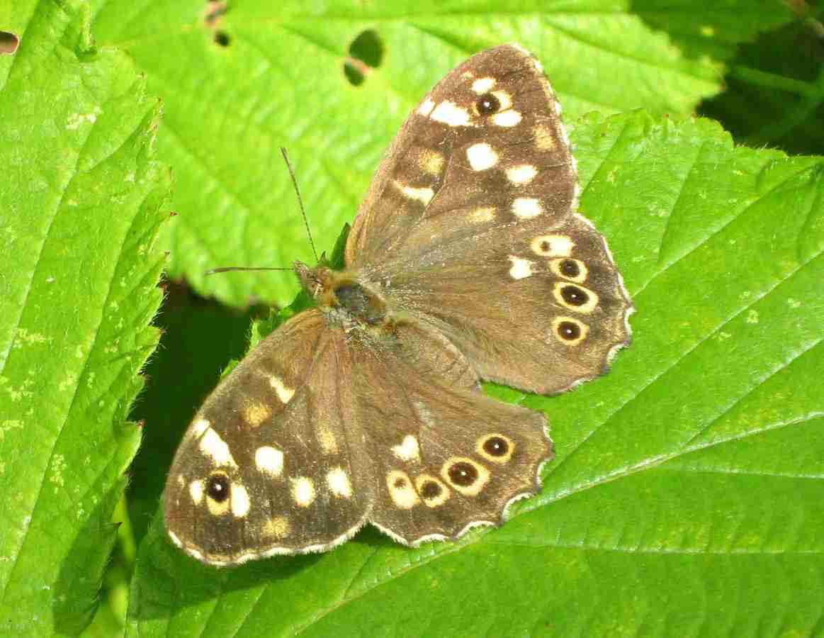 Speckled Wood